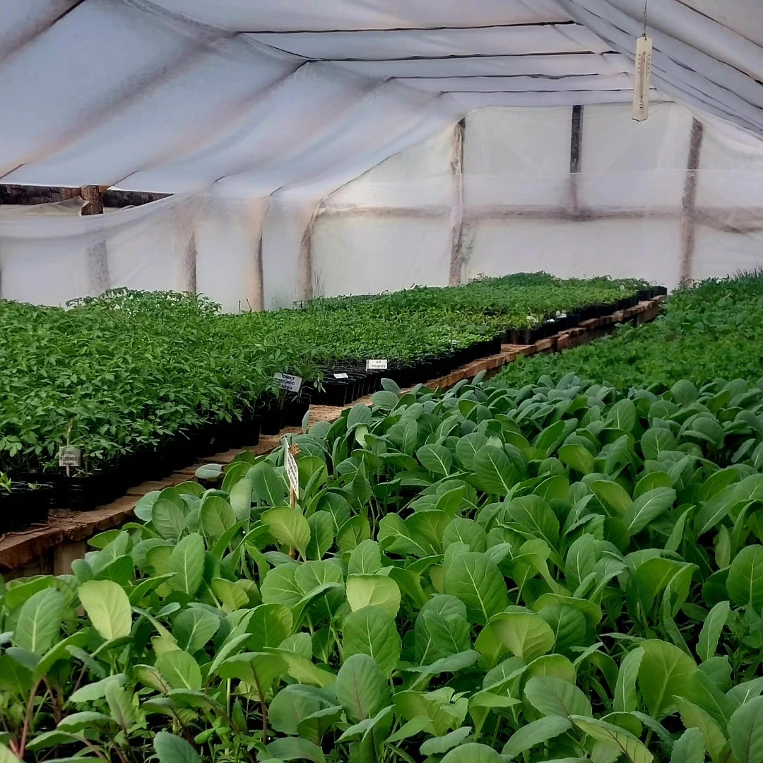 Huerto propio y verduras orgánicas